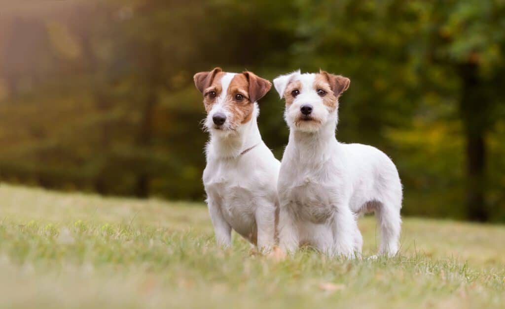 hundekrankenversicherung krankenversicherung hund