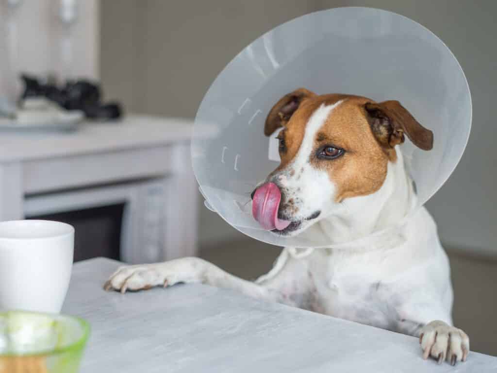 krankenversicherung hund hunde op versicherung
