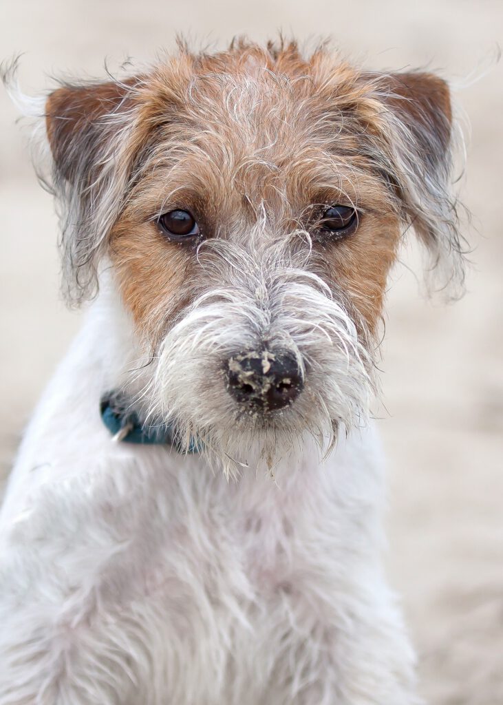 hundekrankenversicherung krankenversicherung hund