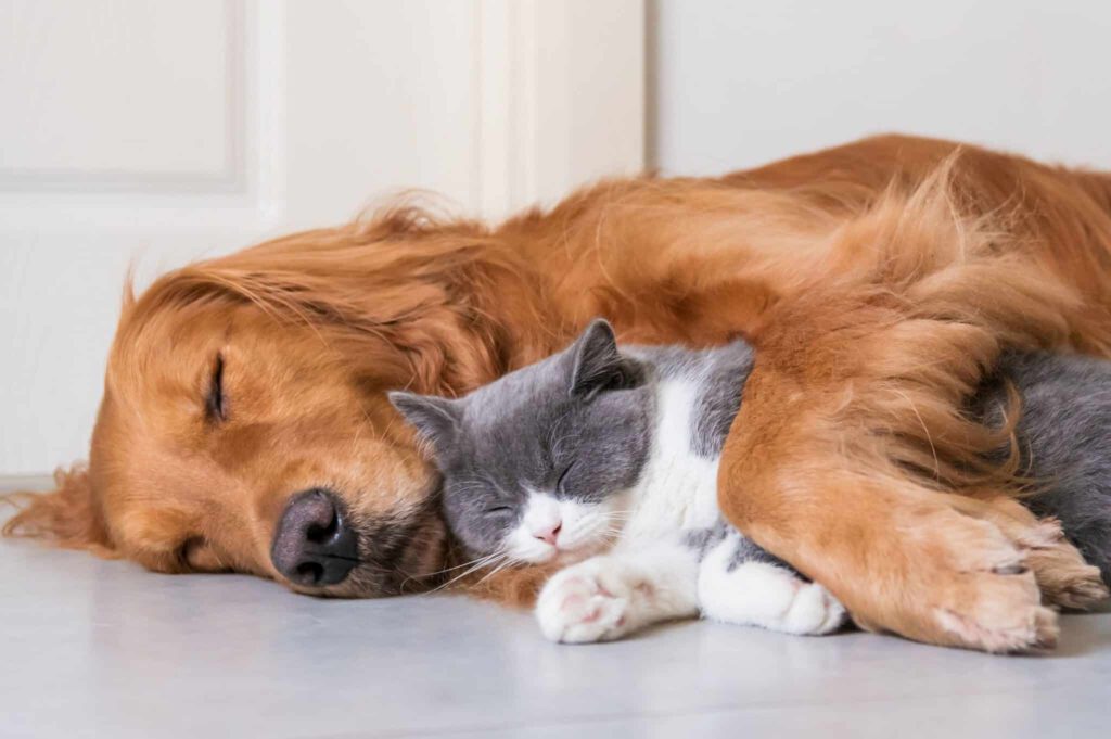 hundekrankenversicherung vollschutz tierversicherung hund