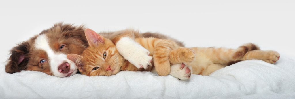 hundekrankenversicherung wichtige fragen und antworten