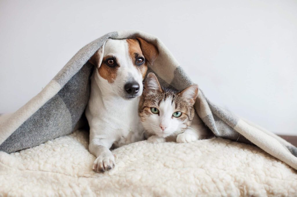 hundekrankenversicherung krankenversicherung hund