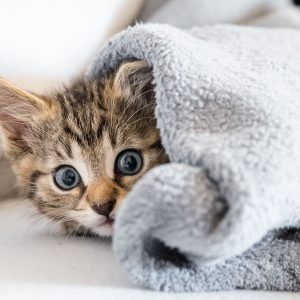 katzenkrankenversicherung katzen krankenversicherung hansemerkur