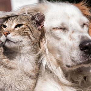 tierversicerung für hunde und katzen
