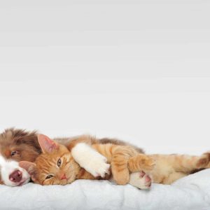 hundekrankenversicherung hansemerkur abschliessen