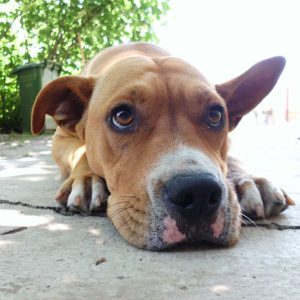 hansemerkur hunde krankenversicherung