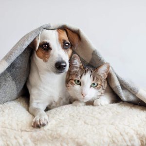 angebotsrechner tierversicherung hunde und katzen