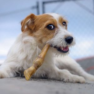 hundeversicherung hansemerkur